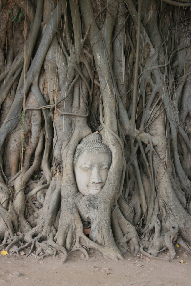 Buddha Tree