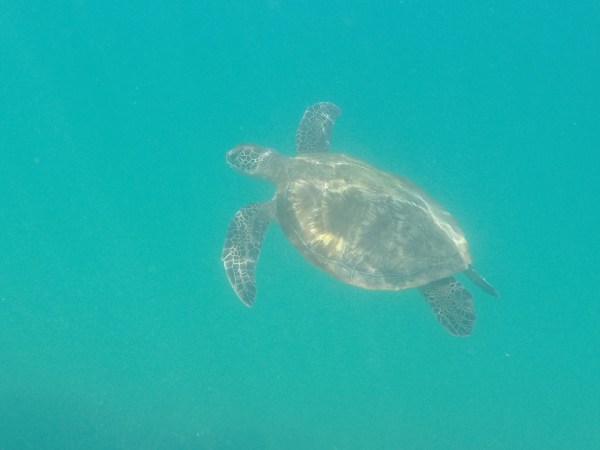 swimming with turles muscat oman